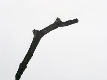 Christopher T Wood, graphite drawing